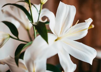 Witte lelies in close-up